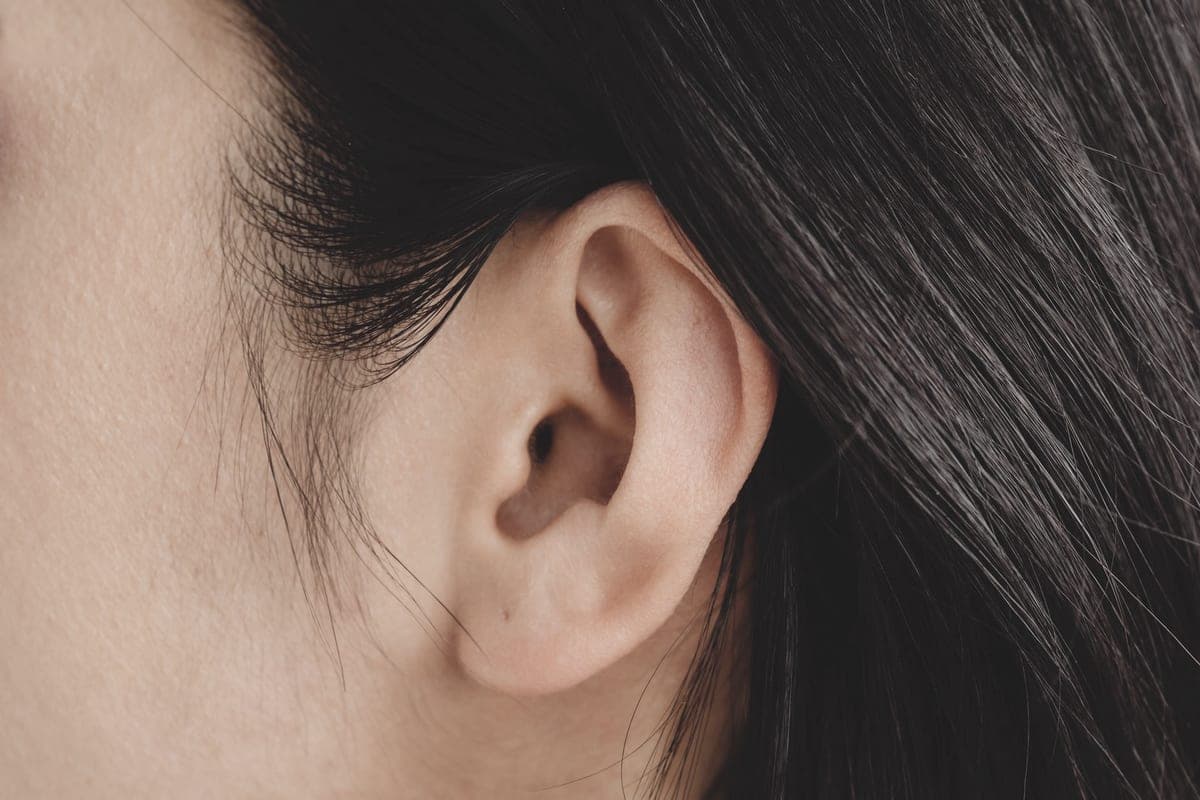 Close-up of an ear photographed in soft daylight